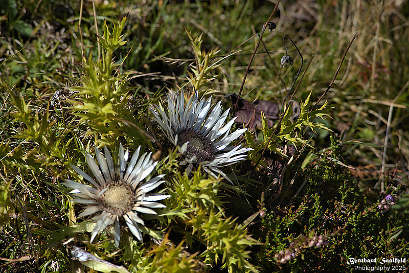 Bernhard Saalfeld - Riedberger Horn (5v9)